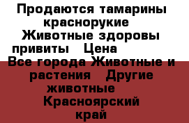 Продаются тамарины краснорукие . Животные здоровы привиты › Цена ­ 85 000 - Все города Животные и растения » Другие животные   . Красноярский край